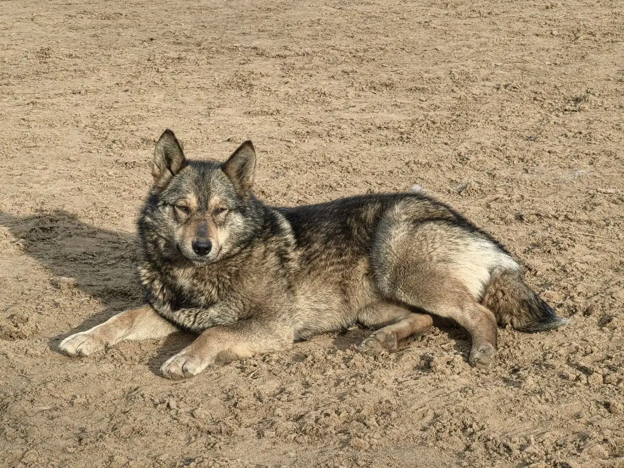 Потерянная собака в мкр Солнечный - Собаки (Животные) в Иркутск