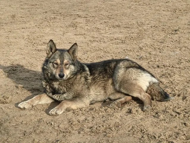 Потерянная собака в мкр Солнечный - Собаки в Иркутск