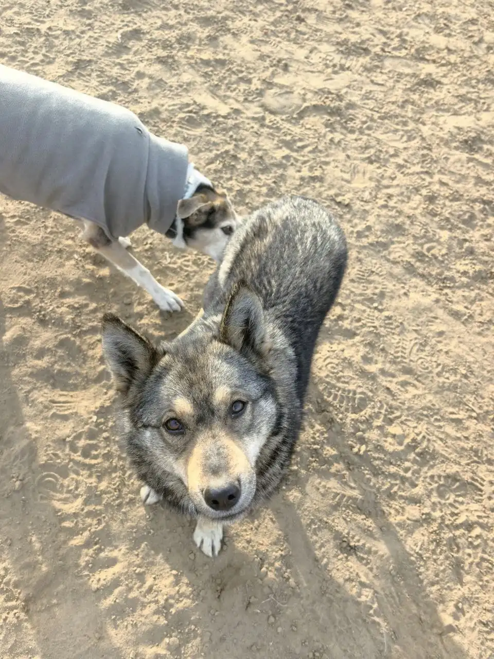 Потерянная собака в мкр Солнечный - Собаки (Животные) в Иркутск