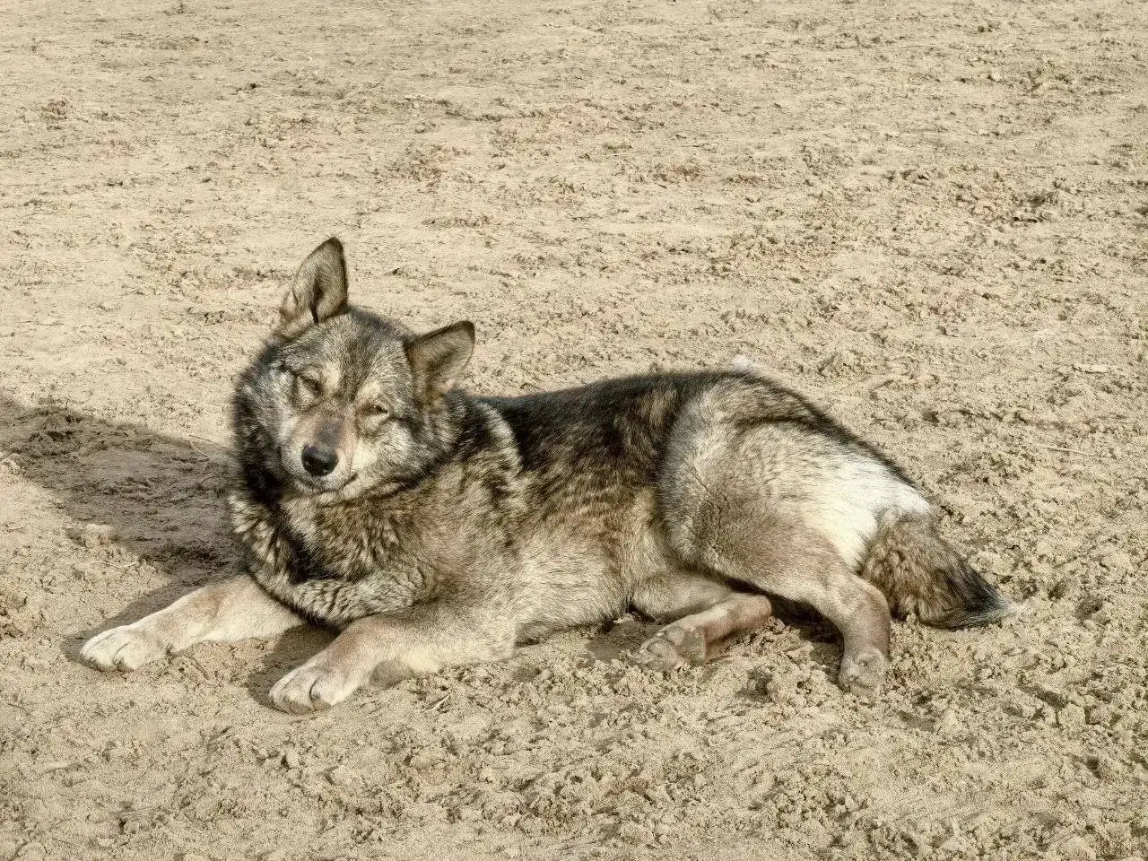 Потерявшаяся собака в Иркутске - Собаки (Животные) в Иркутск