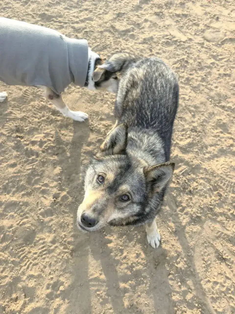 Потерявшаяся собака в Иркутске - Собаки (Животные) в Иркутск