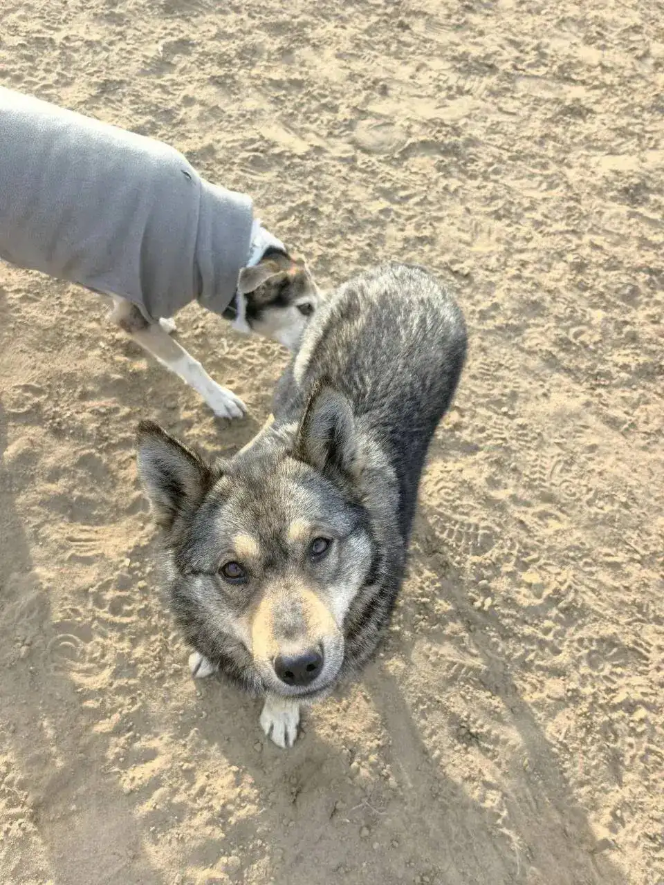 Потерявшаяся собака в Иркутске - Собаки (Животные) в Иркутск