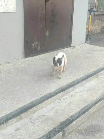 Найденное животное возле Лермонтова 4 - Животные в Иркутск