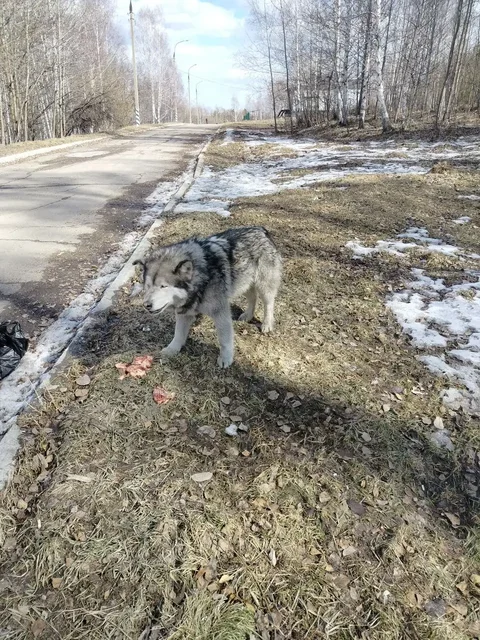 Потерявшийся хаски в микрорайоне Зеленом - Пропавшие животные в Иркутск