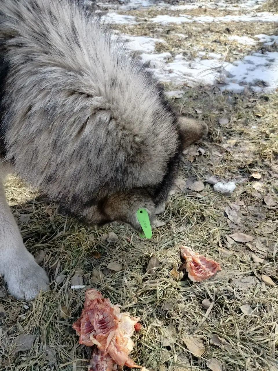 Потерявшийся хаски в микрорайоне Зеленом - Собаки (Животные) в Иркутск