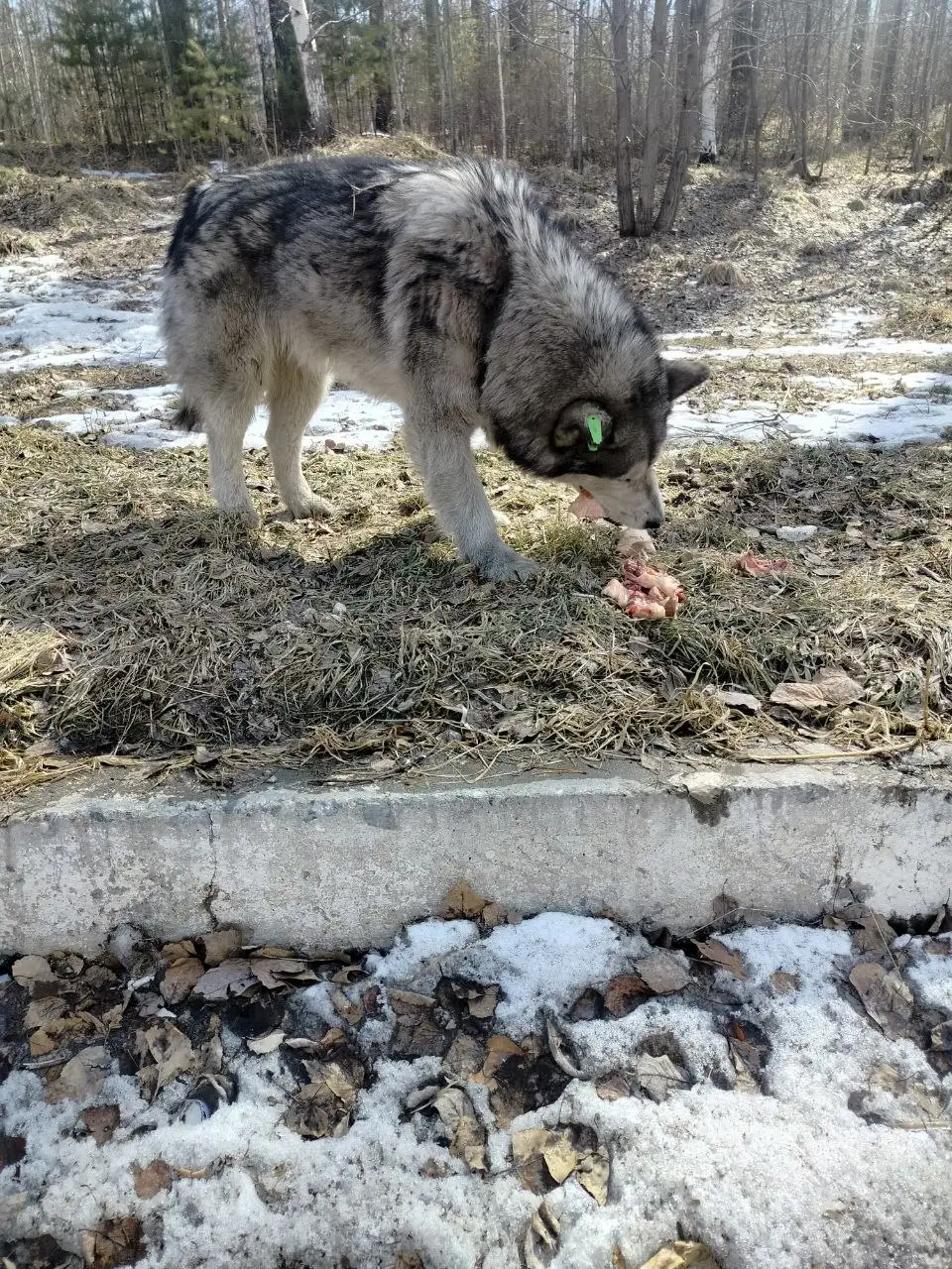 Потерявшийся хаски в микрорайоне Зеленом - Собаки (Животные) в Иркутск
