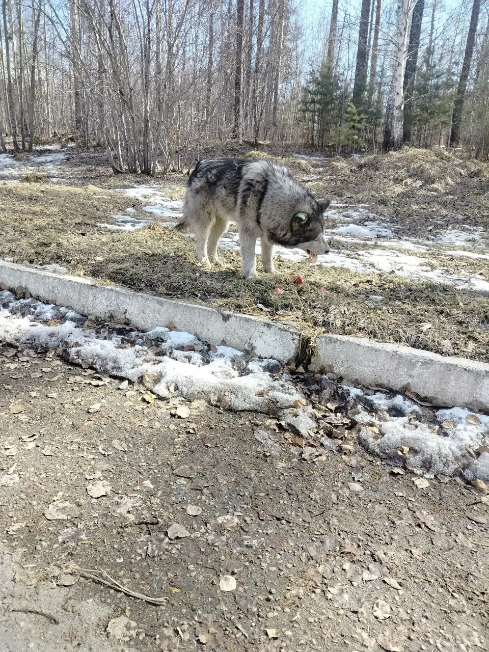 Потерявшийся хаски в микрорайоне Зеленом - Собаки (Животные) в Иркутск