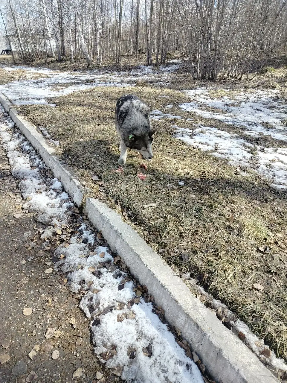 Потерявшийся хаски в микрорайоне Зеленом - Собаки (Животные) в Иркутск