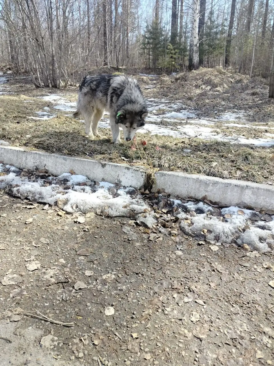 Потерявшийся хаски в микрорайоне Зеленом - Собаки (Животные) в Иркутск