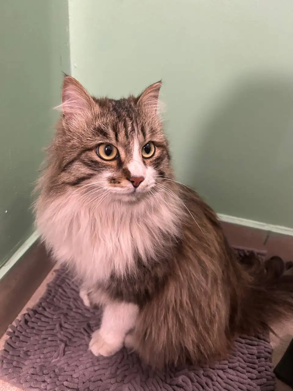Найдена домашняя кошка в Иркутске - Животные в Иркутск