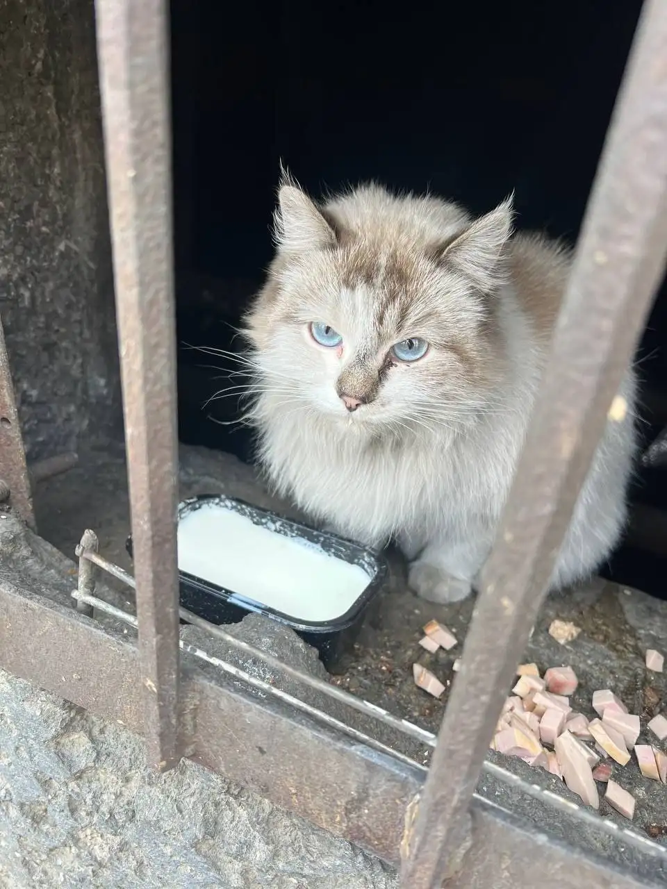 Потерянное домашнее животное в Иркутске - Потерянные животные (Животные) в Иркутск