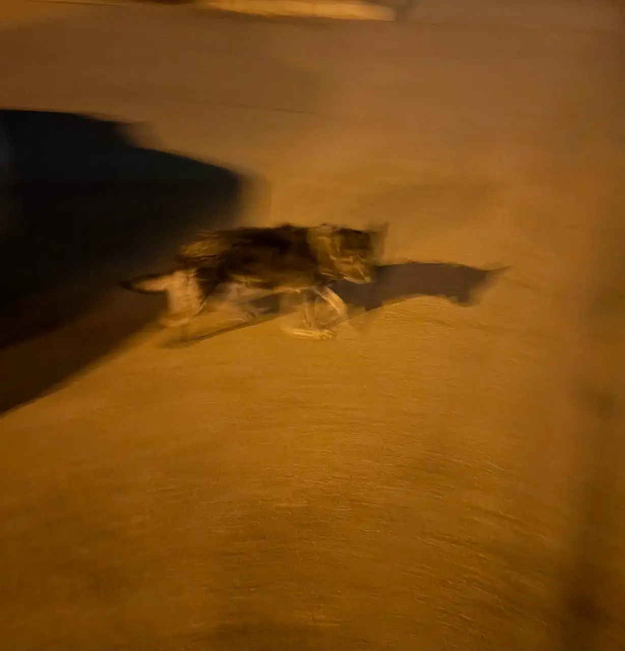 Потерянная собака в районе Нижней Лисихи - Собаки (Животные) в Иркутск