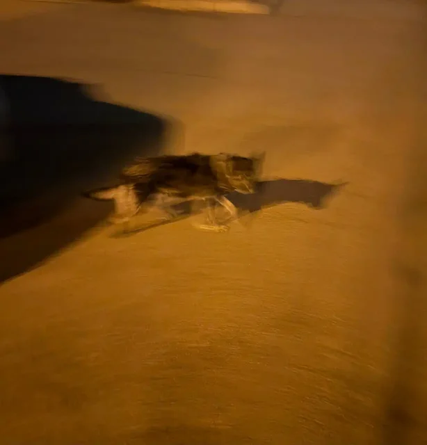 Потерянная собака в районе Нижней Лисихи - Пропавшие животные в Иркутск