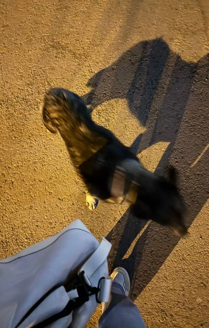 Потерянная собака в районе Нижней Лисихи - Собаки (Животные) в Иркутск