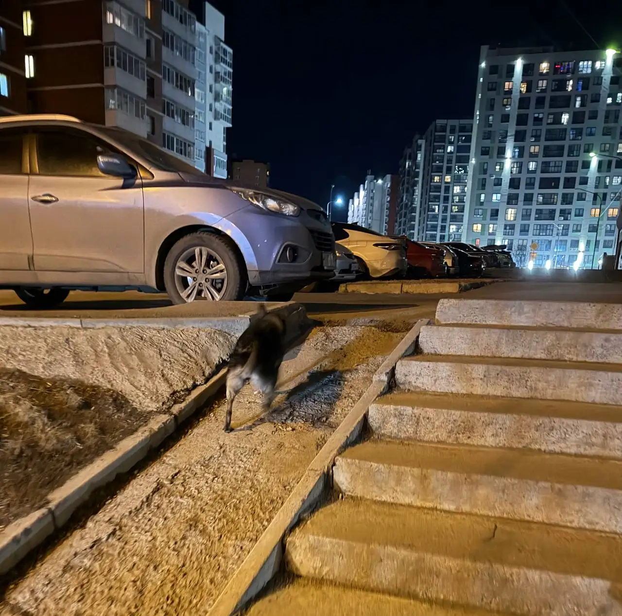 Потерянная собака в районе Нижней Лисихи - Собаки (Животные) в Иркутск