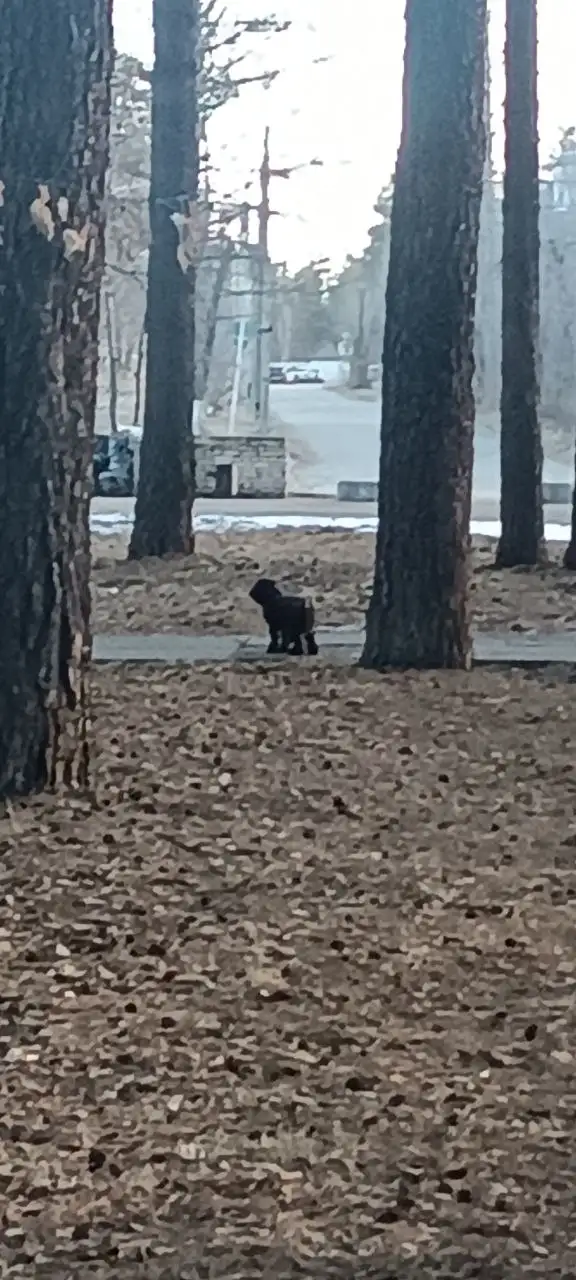 Потеряшка в Ангарске, похожая на спаниеля - Животные в Ангарск