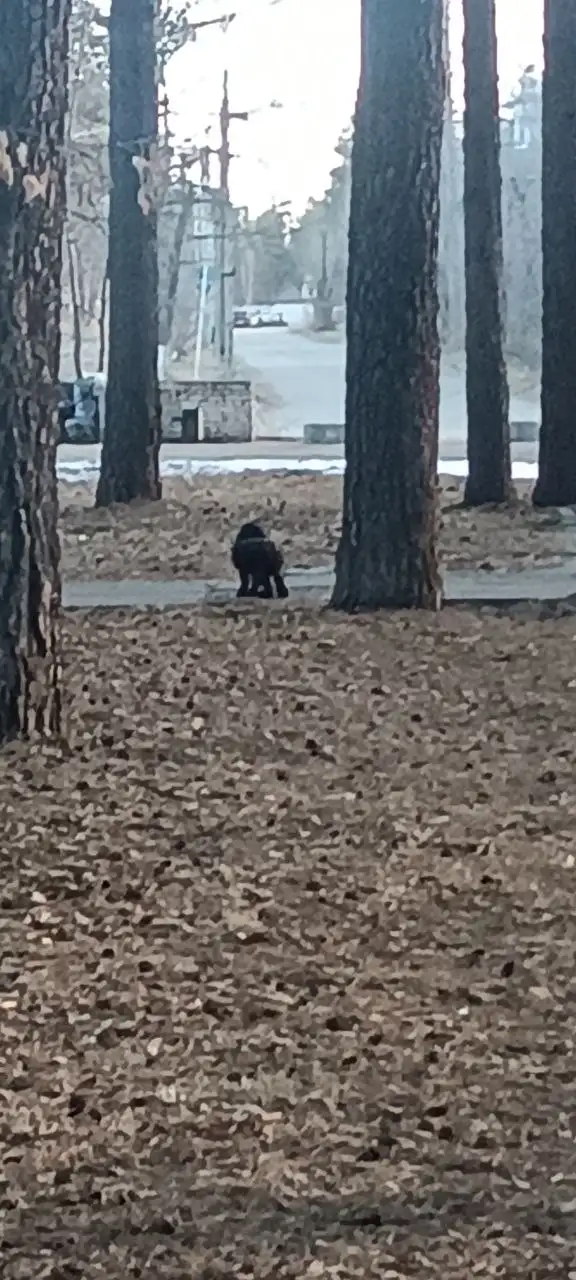 Потеряшка в Ангарске, похожая на спаниеля - Животные в Ангарск