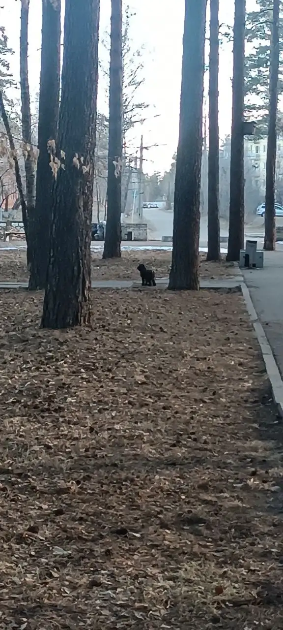 Потеряшка в Ангарске, похожая на спаниеля - Животные в Ангарск