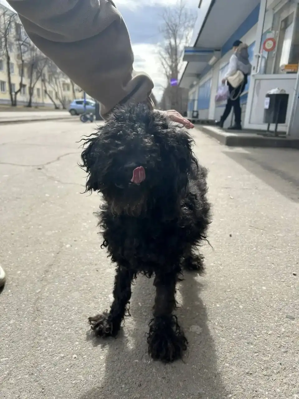 Найден пудель в Ангарске - Животные в Ангарск