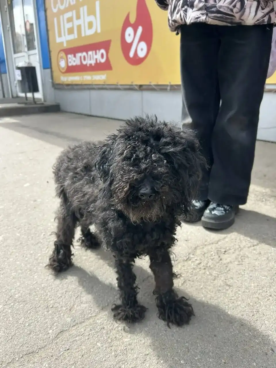 Найден пудель в Ангарске - Животные в Ангарск