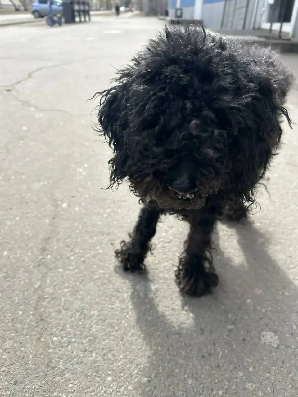 Найден пудель в Ангарске - Животные в Ангарск