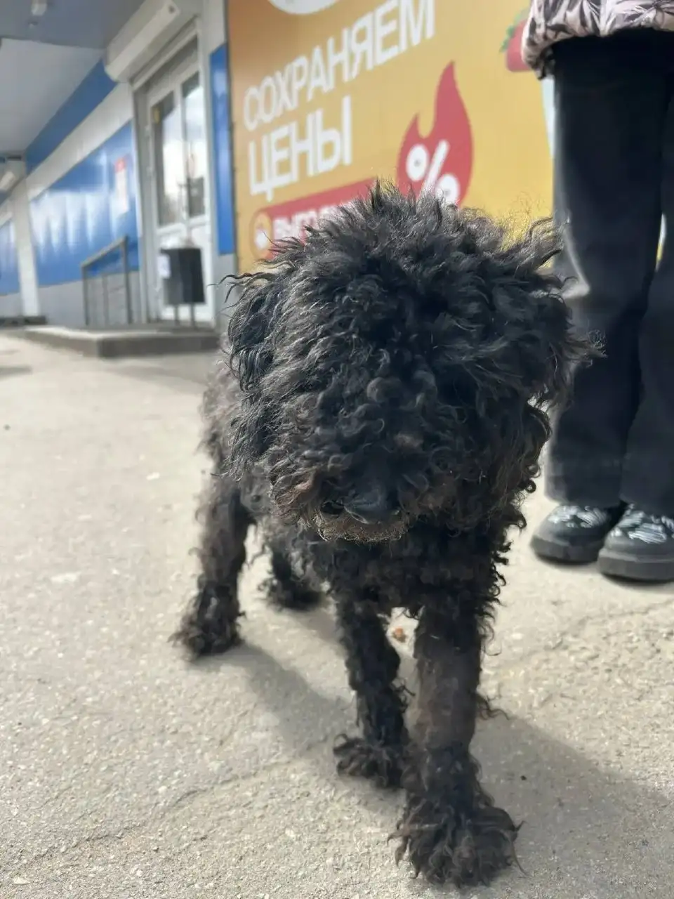 Найден пудель в Ангарске - Животные в Ангарск