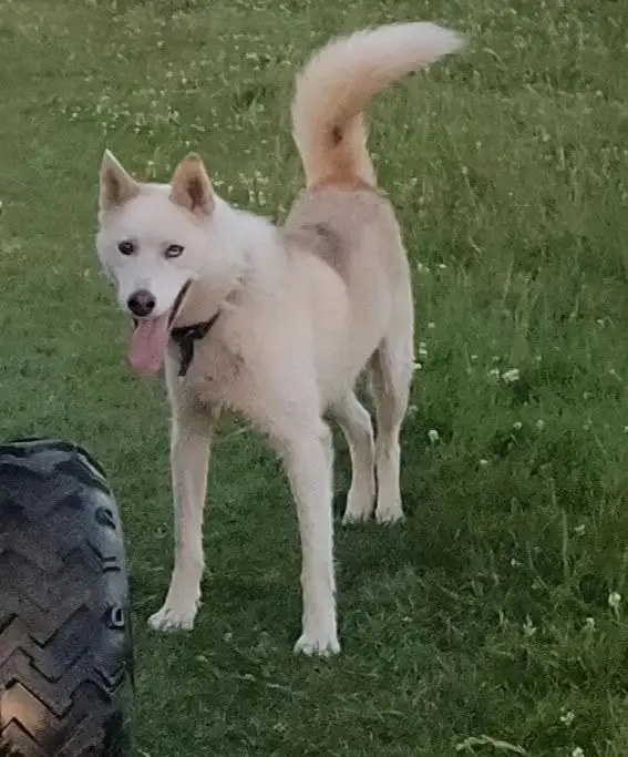 Потерялась собака Арчи в деревне Грановщина - Собаки (Животные) в Иркутск