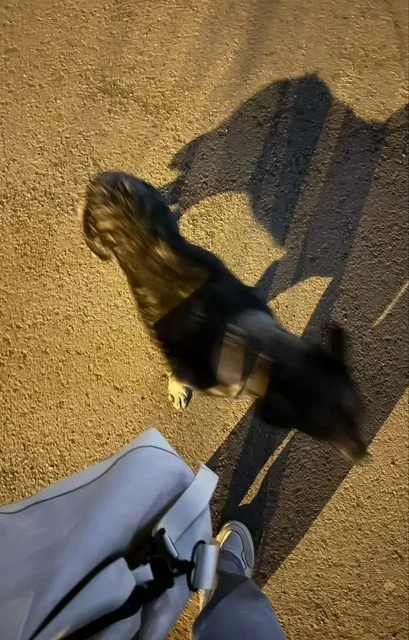 Потерянная собака в районе Нижней Лисихи - Пропавшие животные в Иркутск