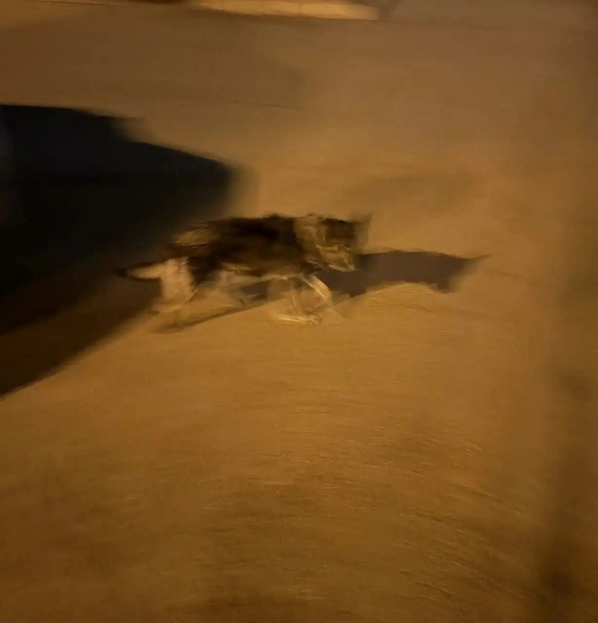 Потерянная собака в районе Нижней Лисихи - Животные в Иркутск