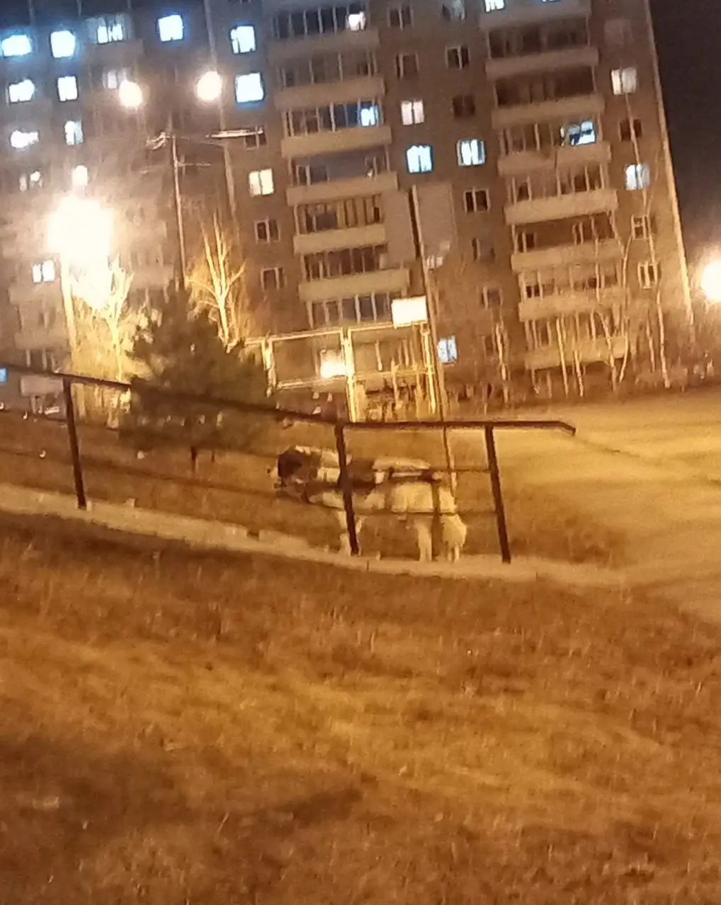 Потерянный пес с обрывком ошейника в Иркутске - Собаки (Животные) в Иркутск