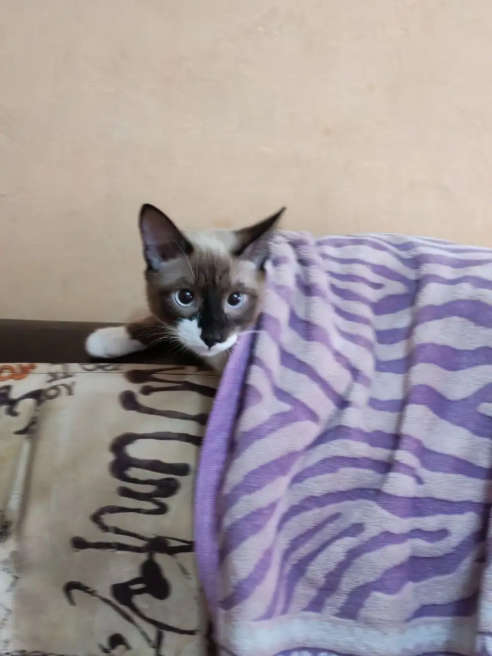 Потерялся кот Сэм в районе Сибирских Партизан 9 - Животные в Иркутск