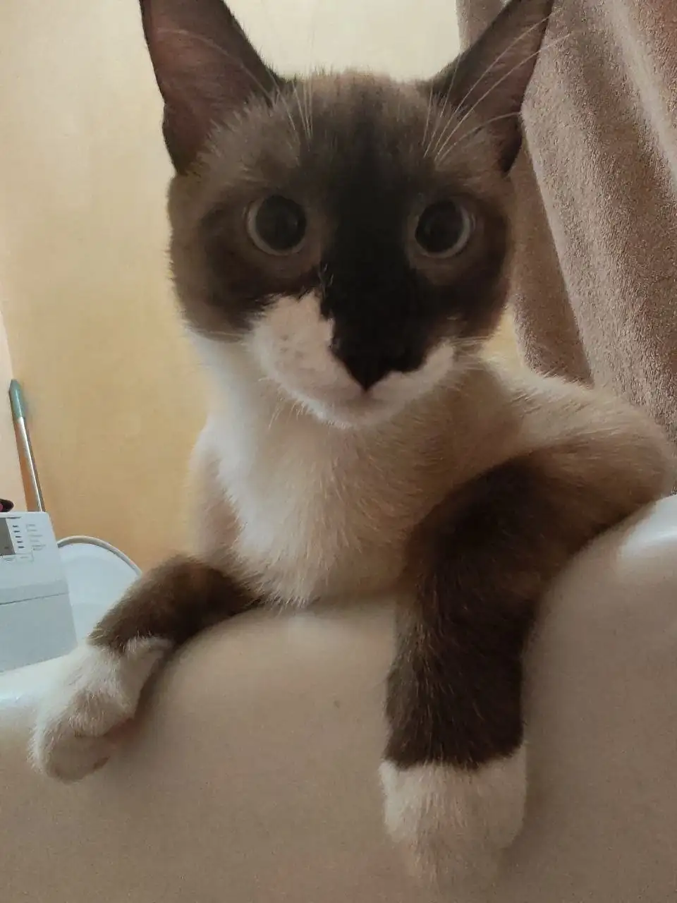 Потерялся кот Сэм в районе Сибирских Партизан 9 - Животные в Иркутск