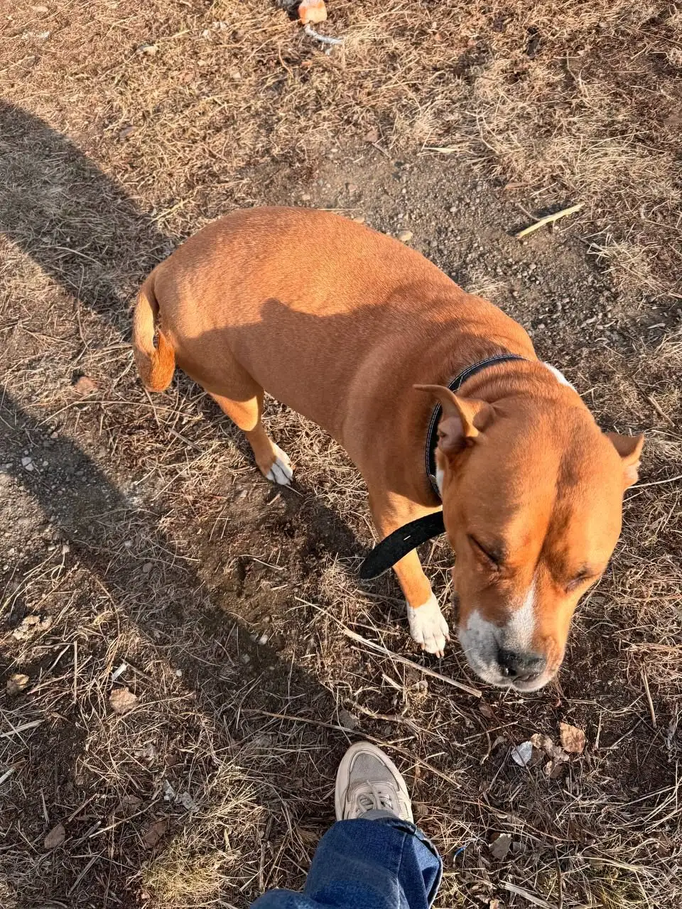 Потерявшаяся собака в Усолье-Сибирском - Собаки (Животные) в Усолье-Сибирское