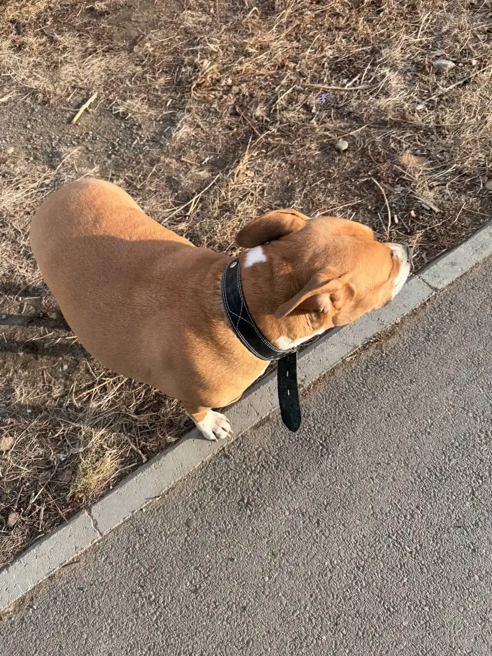 Потерявшаяся собака в Усолье-Сибирском - Собаки (Животные) в Усолье-Сибирское