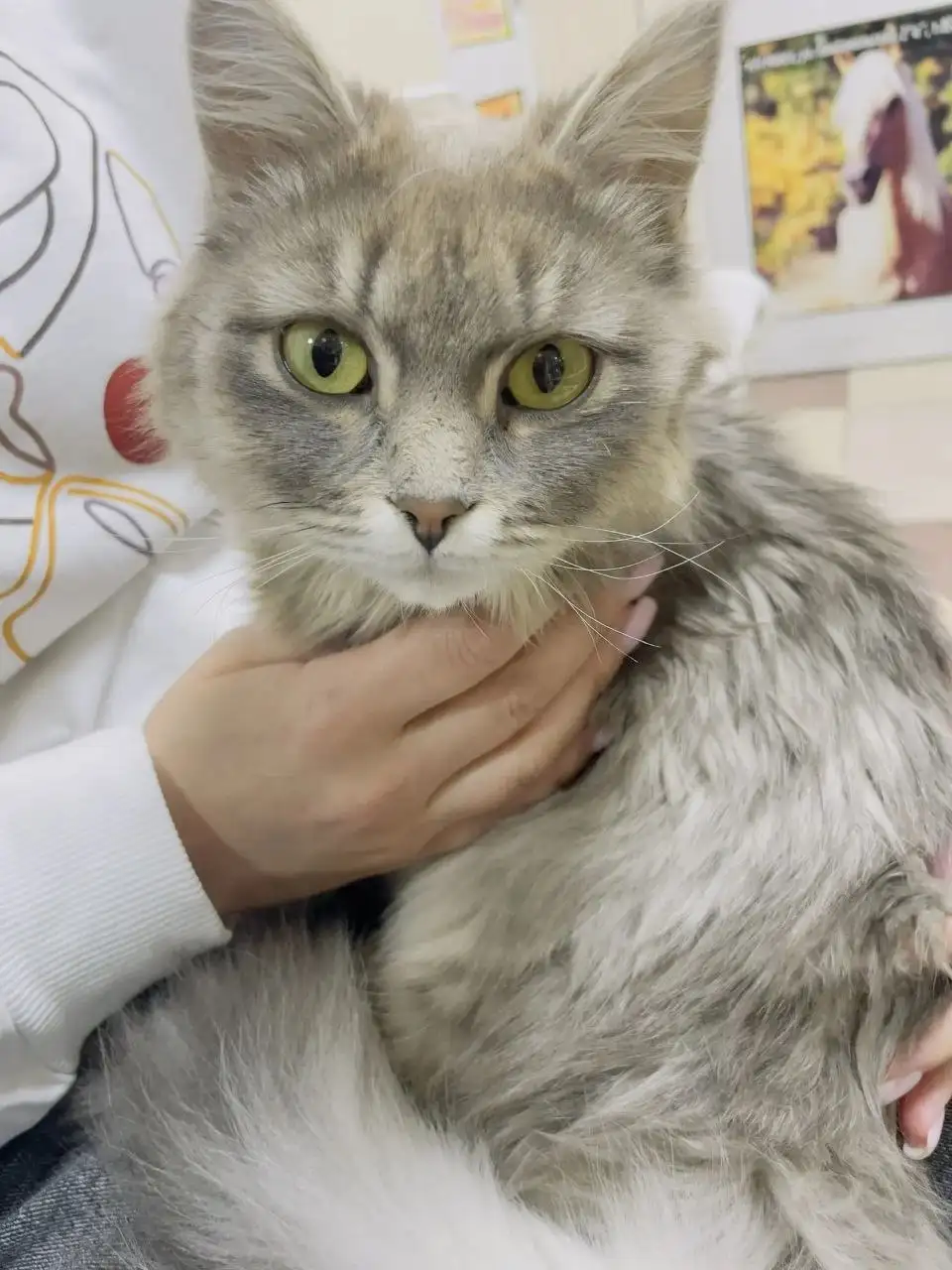 Кошка найдена в Ангарске - Кошки (Животные) в Ангарск