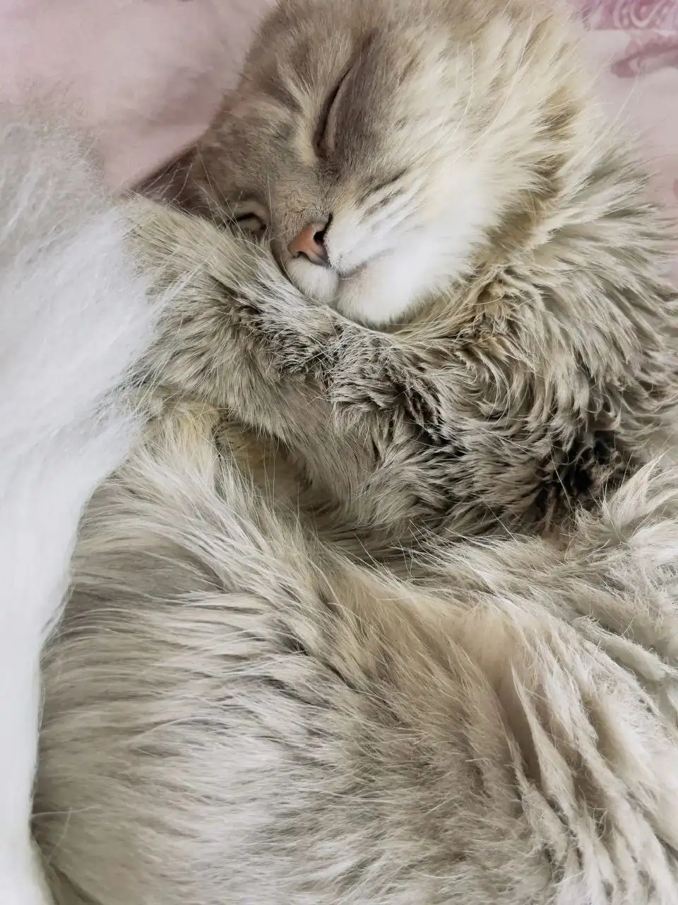 Кошка найдена в Ангарске - Кошки (Животные) в Ангарск