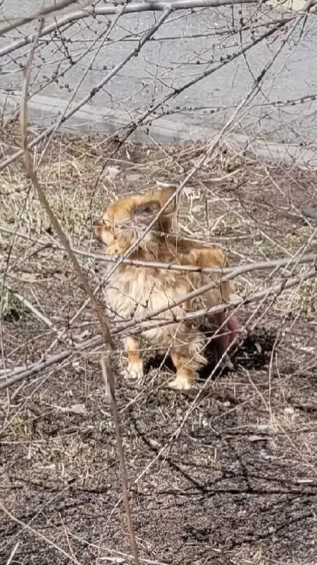 Поиск потерянной собаки с крашеным хвостом - Собаки (Животные) в Иркутск