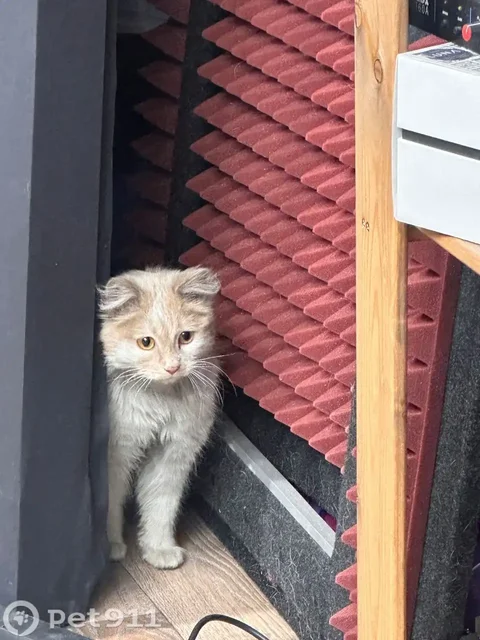 Найдена кошка в Иркутске - Пропавшие животные в Иркутск