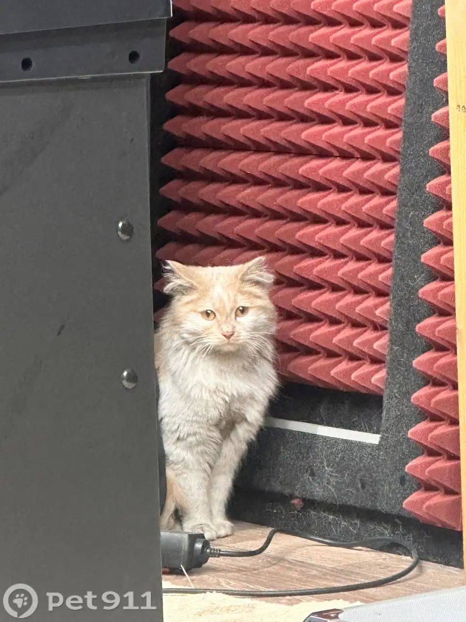 Найдена кошка в Иркутске - Кошки (Животные) в Иркутск