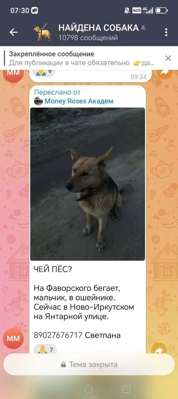 Потеряшка Иркутск Животные - Животные в Иркутск