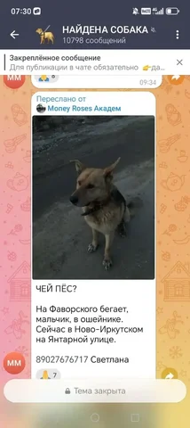 Потеряшка Иркутск Животные - Пропавшие животные в Иркутск