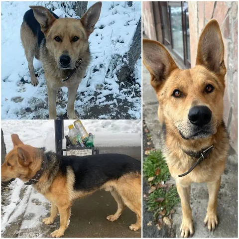 Потерялся кобель в СНТ Полёт, р. п. Маркова - Пропавшие животные в Иркутск