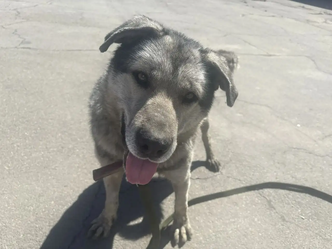 Найдена потеряшка в Иркутске - Потерянные животные (Животные) в Иркутск