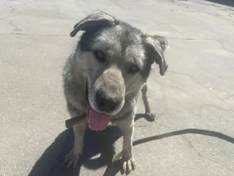 Найдена потеряшка в Иркутске - Пропавшие животные в Иркутск