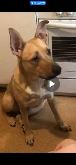 Пропавший питомец в Иркутске - Пропавшие животные в Иркутск