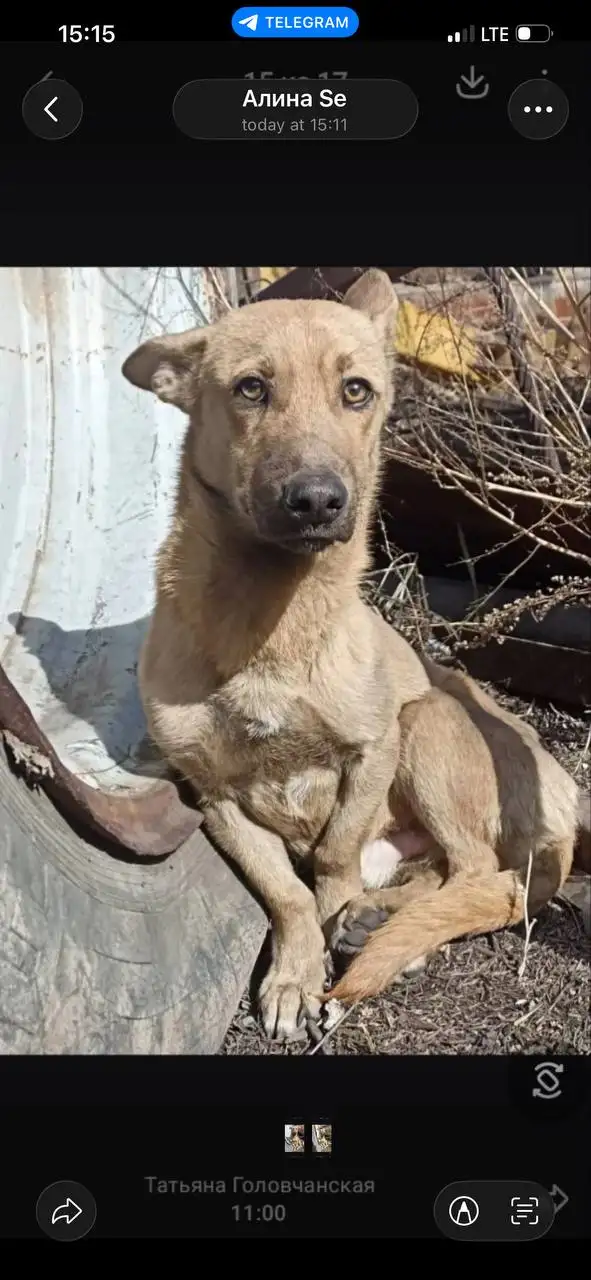 Пропавший питомец в Иркутске - Пропавшие животные (Животные) в Иркутск