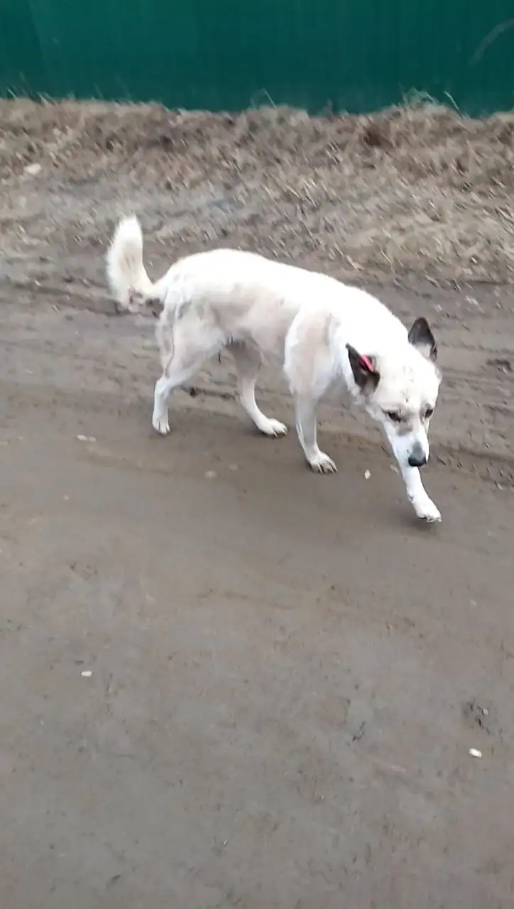 Потерянная собака в Шелехове - Собаки (Животные) в Шелехов