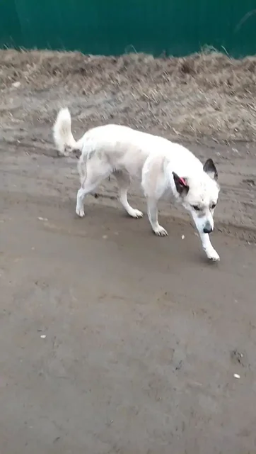 Потерянная собака в Шелехове - частное объявление в Шелехов