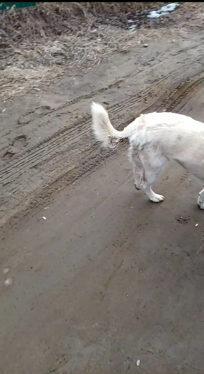 Потерянная собака в Шелехове - Собаки (Животные) в Шелехов