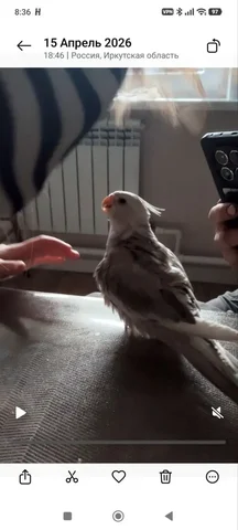 Потерян попугай корелла по кличке Киви/Кивик в Иркутске - Пропавшие/найденные в Иркутск